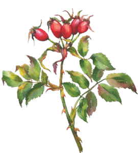 ROSEHIP