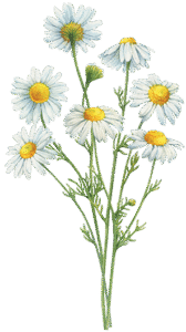 CHAMOMILE